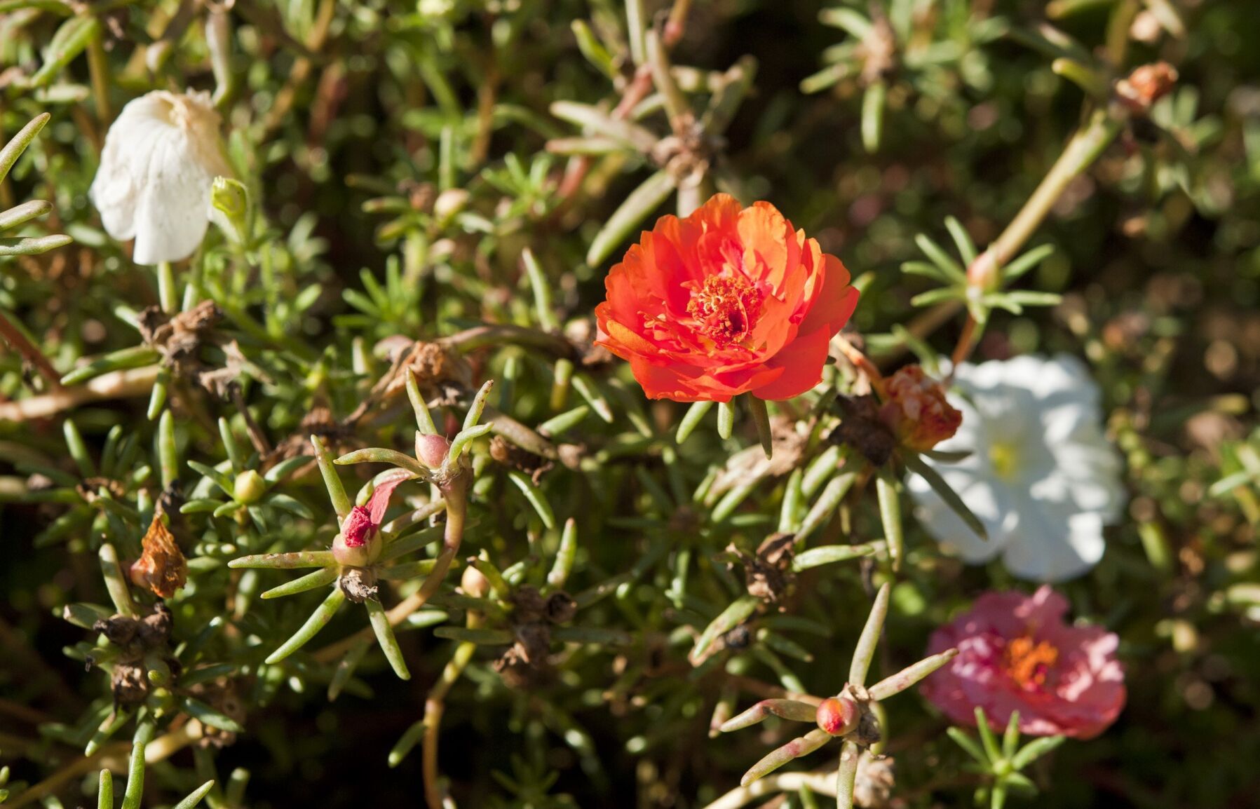 Timothy Day garden